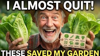Plant These 8 Allies for Pest-Free Lettuce Harvest | Organic Gardening Tips