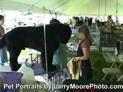 download lagu mp3 mp4 Newfoundland Club, download lagu Newfoundland Club gratis, unduh video klip Newfoundland Club