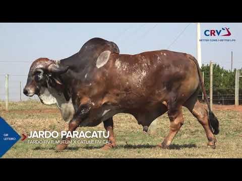 JARDO - GIR LEITEIRO