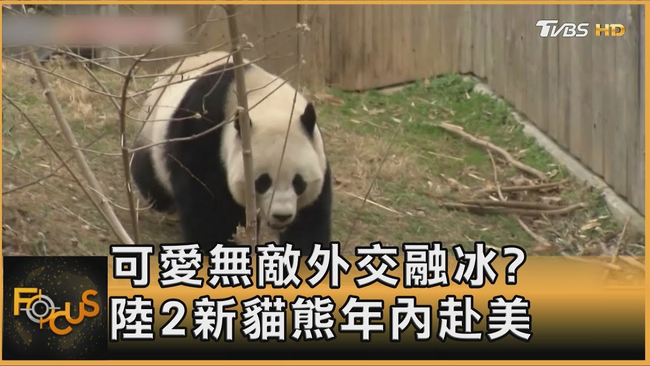 可愛無敵外交融冰? 陸2新貓熊年內赴美