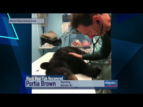 NJ Injured Black Bear Cub Recovery & Bear Hunt Update