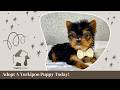 Yorkshire Terrier dogs for sale: Archie - Video 1
