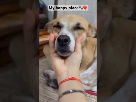 🐾 #shortvideo #viral #ytshorts #dog