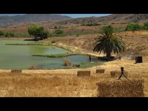 AKC SENIOR HUNT TEST TITLE PASS - “Lambo” 5-5 through senior division.