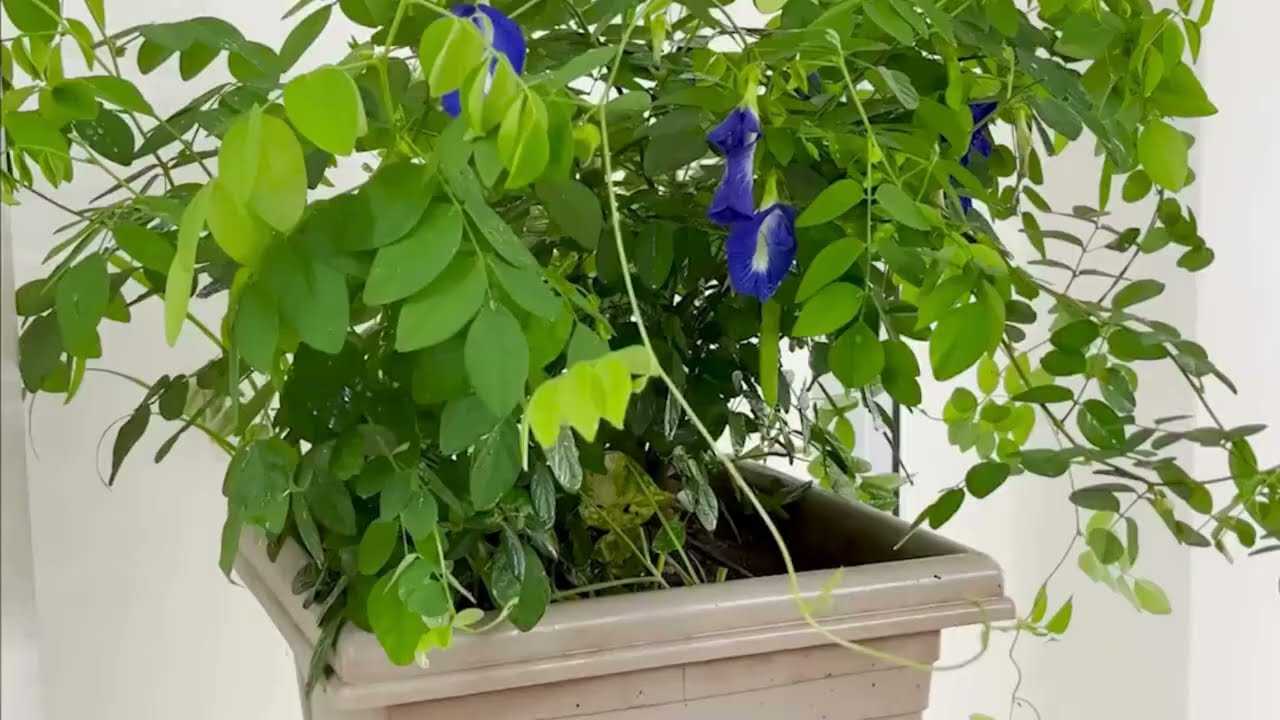 Go Green with Envirocorp Save Energy! Save Future!