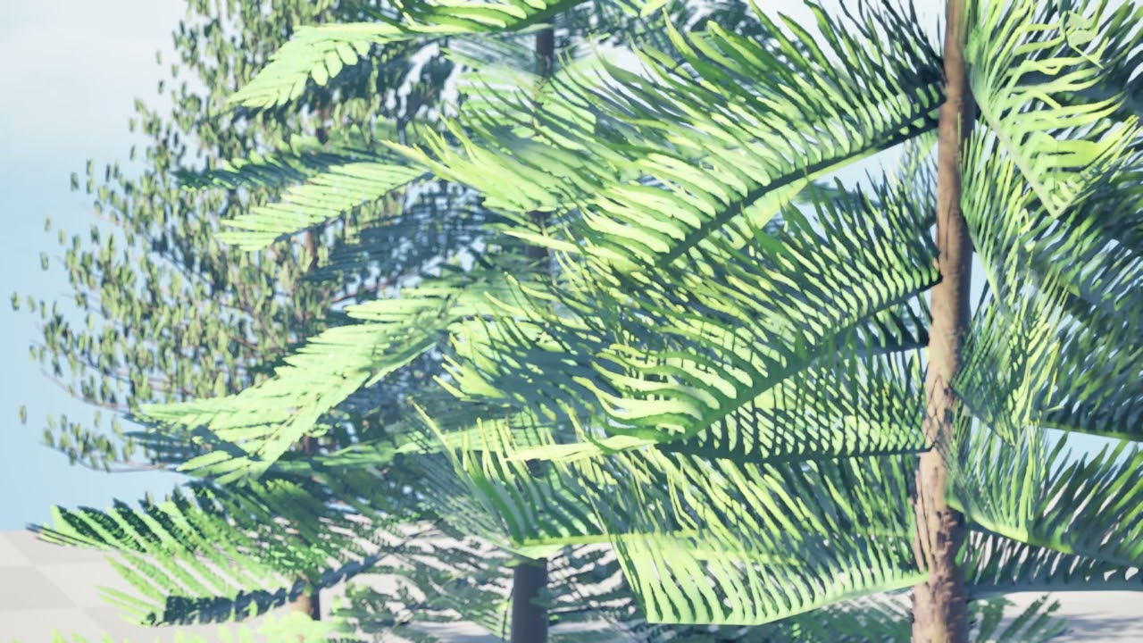 Pino marocchino dell'isola di Norfolk Modello 3D