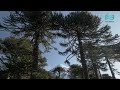 Beatriz Pichi Malen 🌿 Pewen Tayul / Canción sagrada de la araucaria