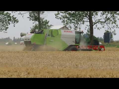 Vergauwe K&P.: Maaidorsen (1).