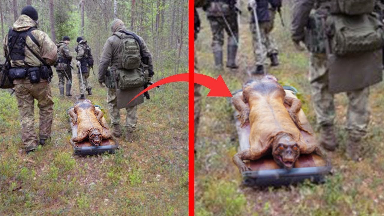 Esses guardas não conseguem explicar o que foi encontrado no meio da floresta