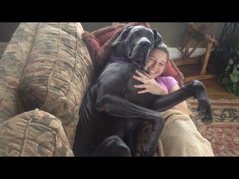 Great Danes Being Big Babies!😍🐶 ||Funny & Adorable Compilation Videos 2025 🐾
