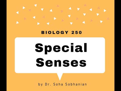 Special Senses Part 1
