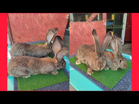 Prezentam 3 frați de cuib și părinții lor🤗👍❤️