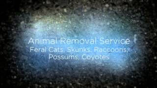 preview picture of video 'Pest Control Lathrop CA 95330 209-451-5291 Bed Bug Treatments'