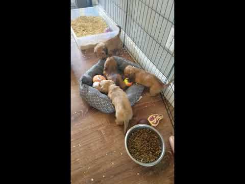 Puppies Playing In the House