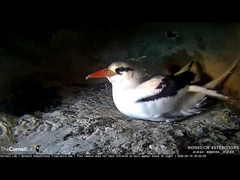 Adult Tropicbird Leaves For A Brooding Break – May 15, 2020