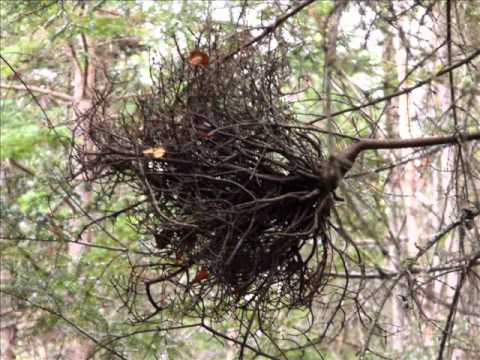 comment traiter arbre malade