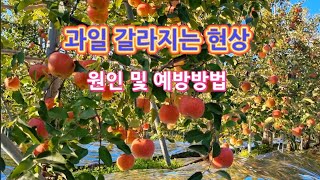 과일이 갈라지는 이유 와 예방방법