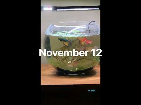 Tiger lotus shows rapid growth #plantedaquarium #bettafish