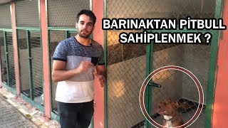 ÜCRETSİZ PİTBULL SAHİPLENMEK ?