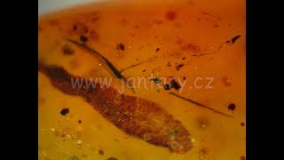 Druhohorní jantar z Myanmaru JKI-19