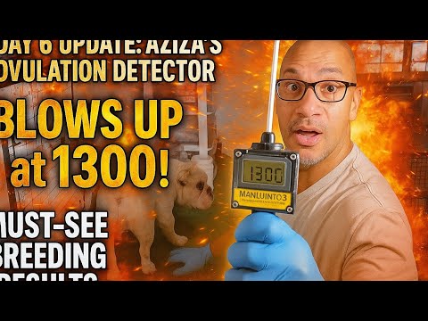 “Day 6: Aziza’s Ovulation Detector SKYROCKETS to 1300! 🚀🐾💎 #FuturePuppies”