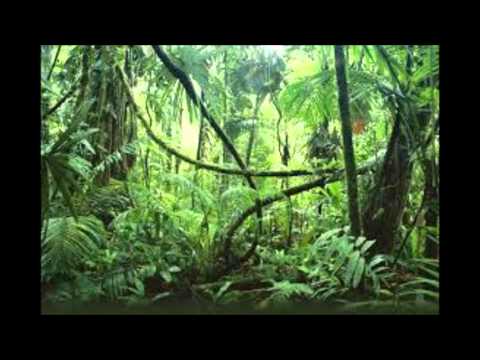 Jungle mix - Djee-T