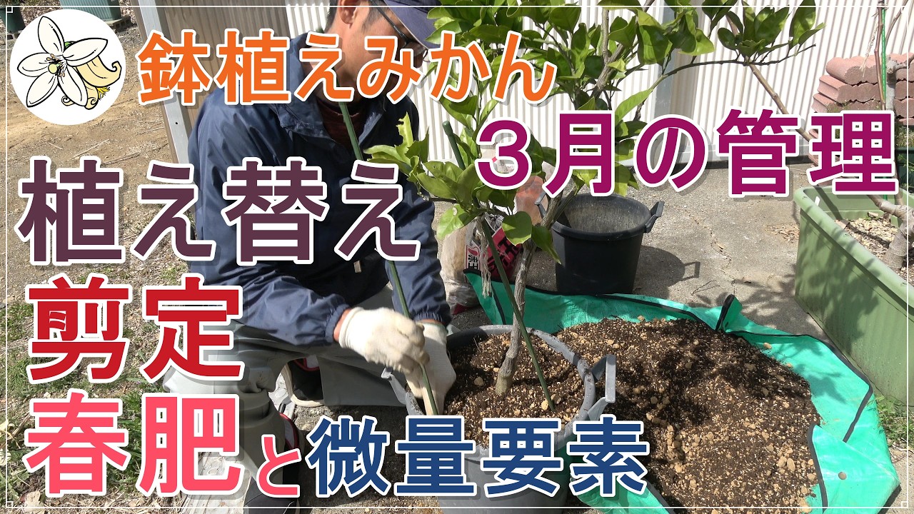 【R８年版】鉢植え小原紅早生３月の管理【鉢増し】