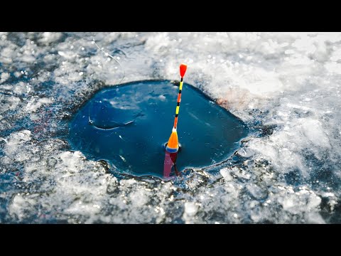 Lov ryb na dírkách! Jak chytat na plavanou i přívlač.