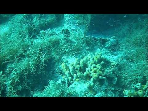 Diving Istria   Part # 1   Umag