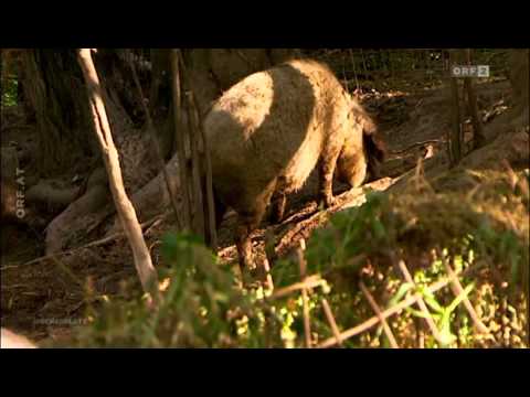 ORF-AM SCHAUPLATZ: Dokumentation Arme Sau vom Do, 09.01.2014