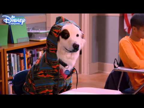 Dog With A Blog - Stan Gets Schooled