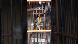 Download lagu Tledekan Gunung Gacor Nyuling Keras Full Isian kombinasi mp3 Download lagu Tledekan Gunung Gacor Nyuling Keras Full Isian kombinasi mp3