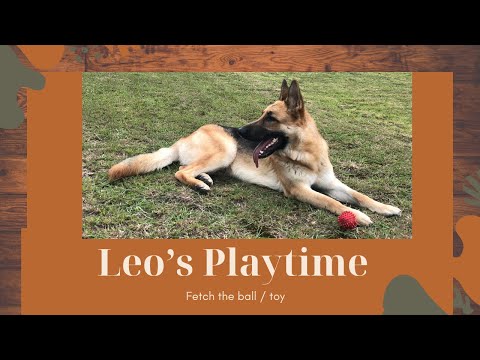 GSD playtime l Teach your pet to fetch and love to bring the toy back l Fetch a ball l Playing fetch