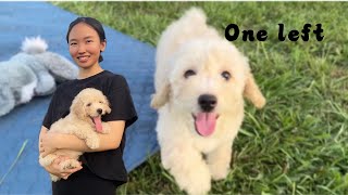 Litter of 6 update | 1girl left 妮妮在草坪上玩得好嗨呀