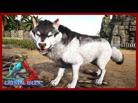 Max Level  Dire Wolf Taming! Exploring Eldritch Isle! Den Locations! Crystal Isles Map! Ep 12!