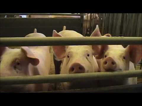 Bad Boys The statistics version