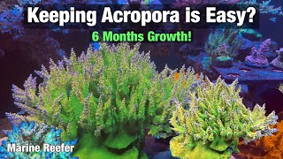 Keeping Acropora is Easy? 6 Months Growth!