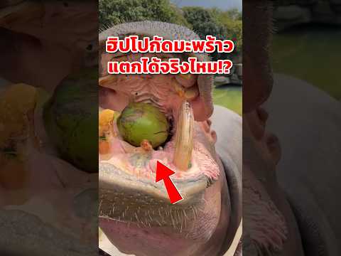 สุดยอดพลังปาก! ฮิปโปกัดมะพร้าว แตกจริงไหม!?