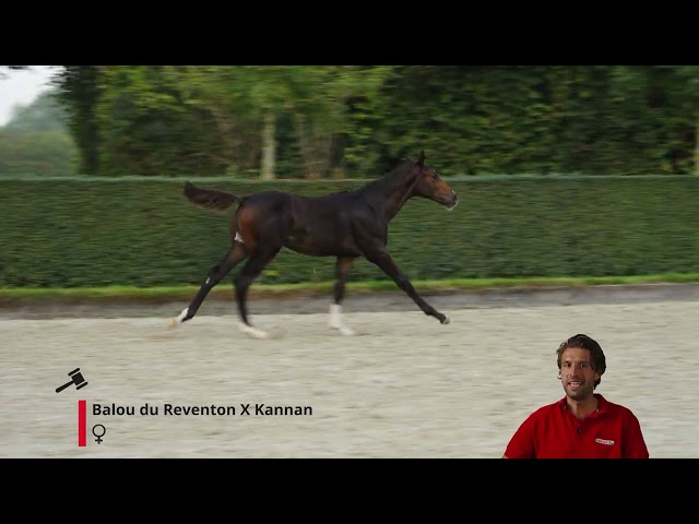 Bravoura van het Waterhof Z