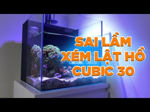 What Should Beginners Avoid When Keeping Saltwater Fish?