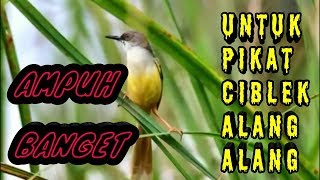 Download lagu Mp3 pikat ciblek alang alang mp3 Download lagu Mp3 pikat ciblek alang alang mp3