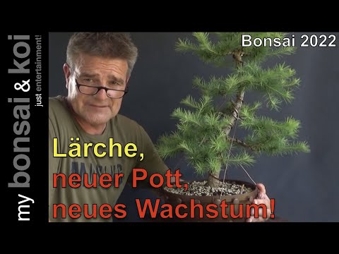 Bonsai 2022-65 - Larch - Larix kaempferi - new pot and new growth