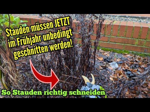 Important: Perennials absolutely need pruning now