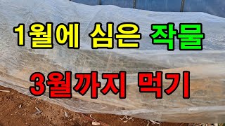 1월에 비닐하우스에  대파를 심었습니다.