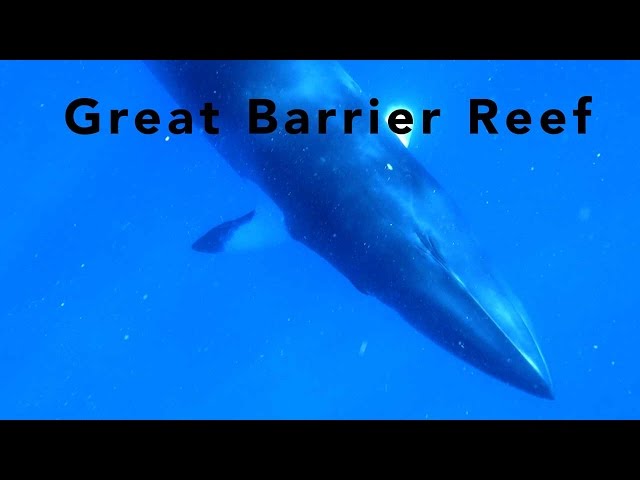 Great Barrier Reef - diving the Ribbon and Osprey reefs with Spirit of Freedom