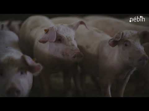 Afrikai sertéspestis (ASP) – Legyen mindennapi rutinja a járványvédelemben!