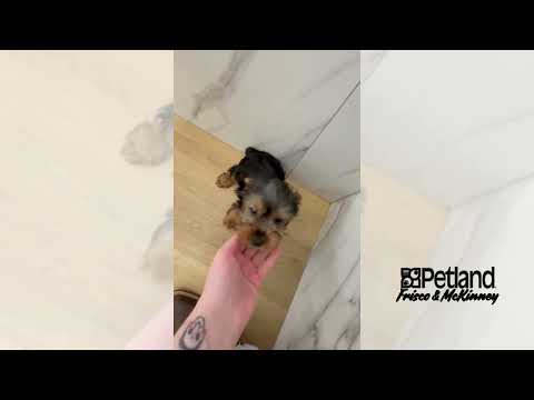 Yorkshire Terrier - 40004 video preview