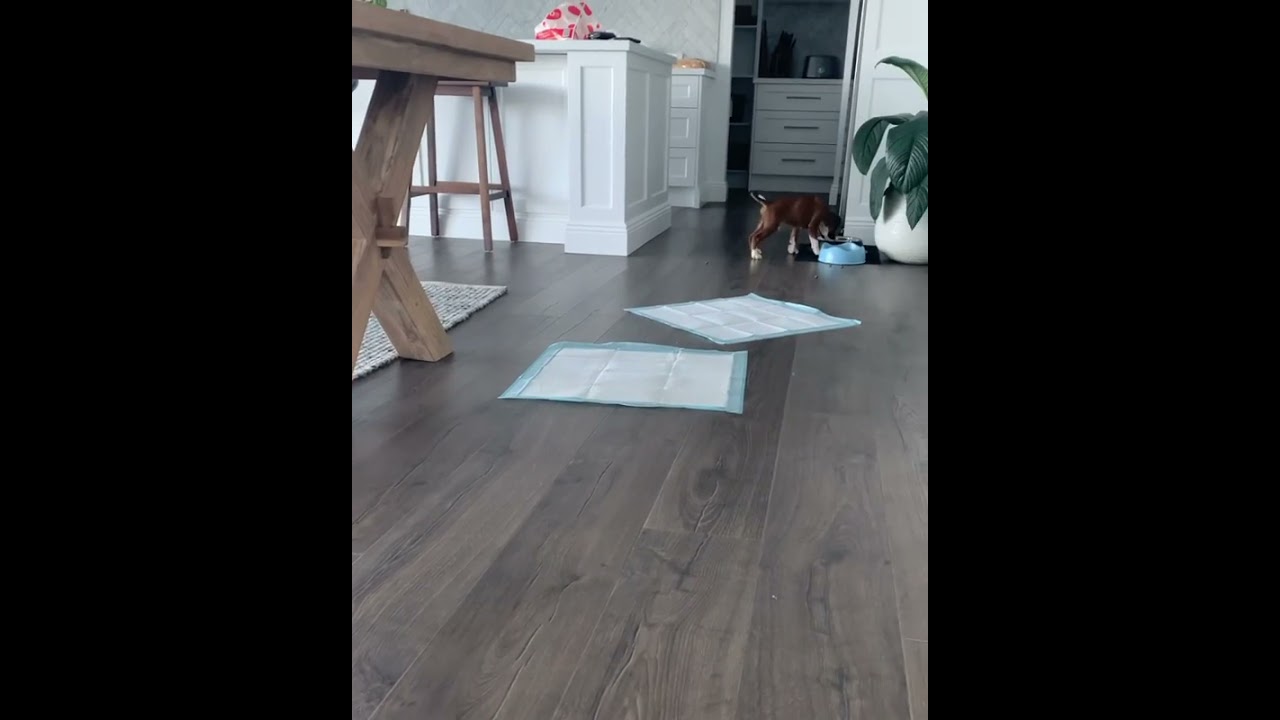 Watch video boxer puppies for sale australia Now boxer puppies for sale australia