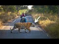 6 Tiger Encounters That Will Scare The Hell Out of You