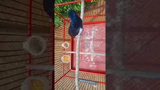 Download lagu kacer isian prenjak kepala merah dan ciblek #burungkicau #isianmurai #isiankacer #burung mp3